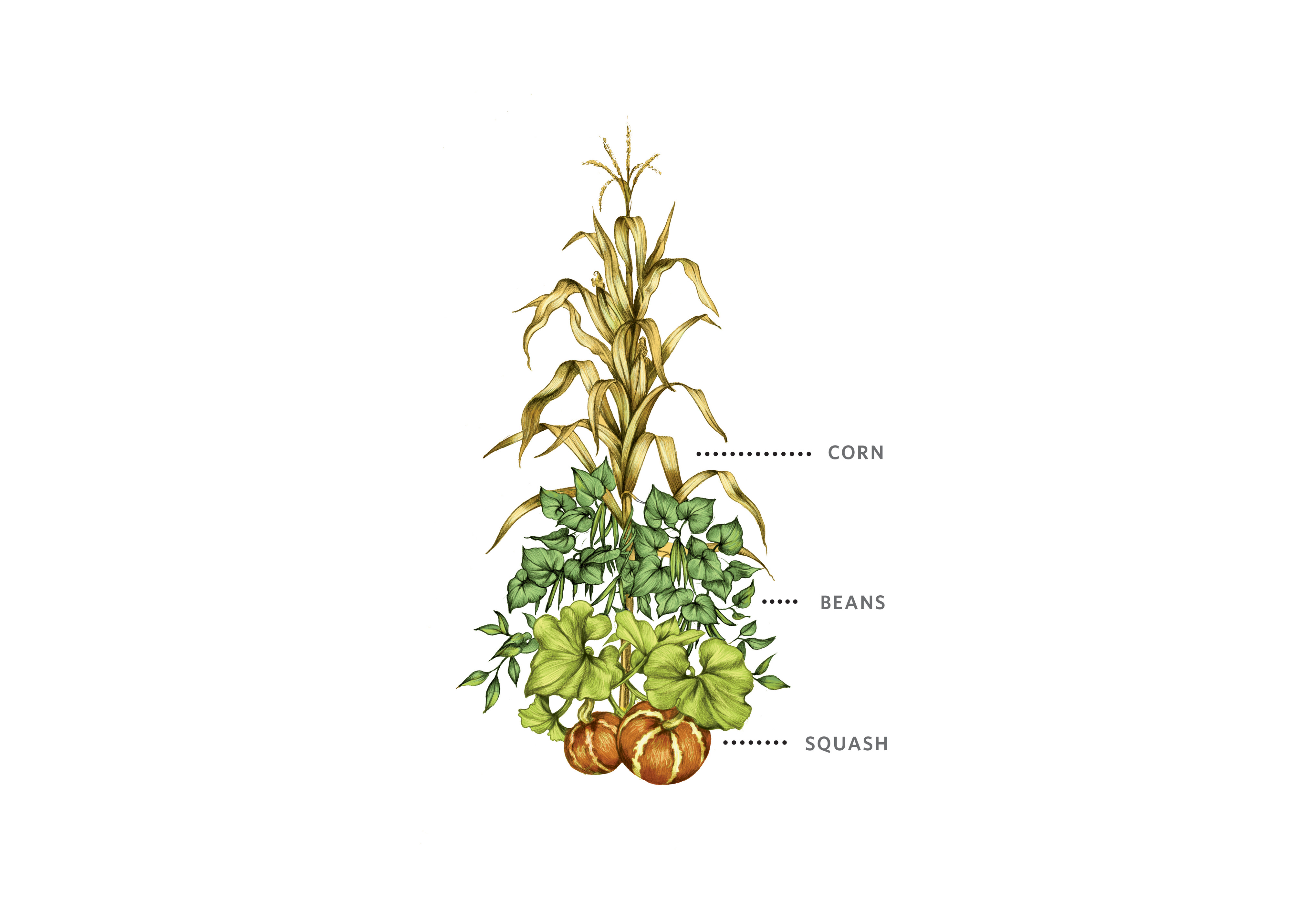 A color illustrations shows corn planted with beans and squash